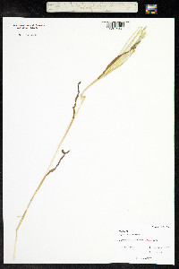 Digitaria sanguinalis image