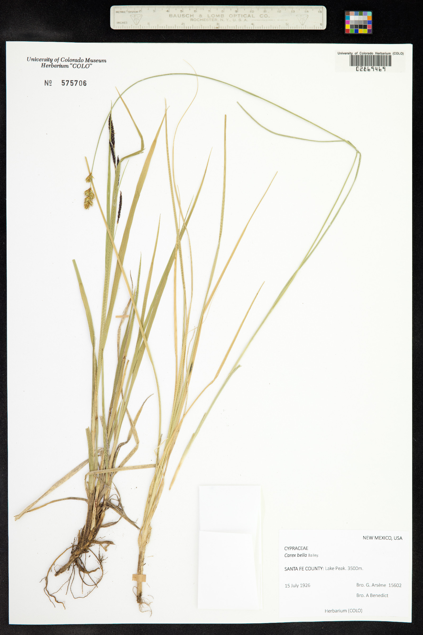 Carex bella image
