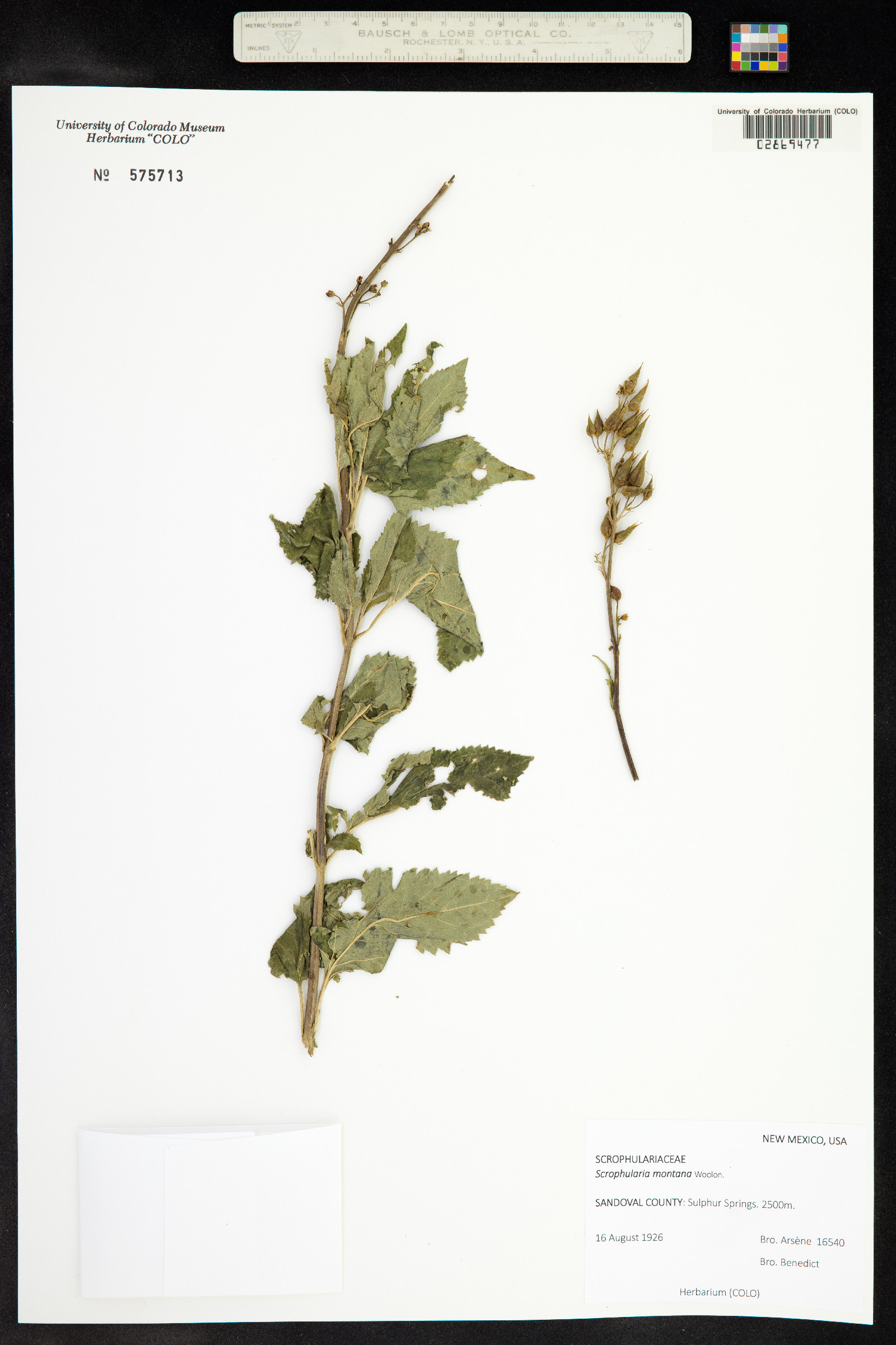 Scrophularia montana image