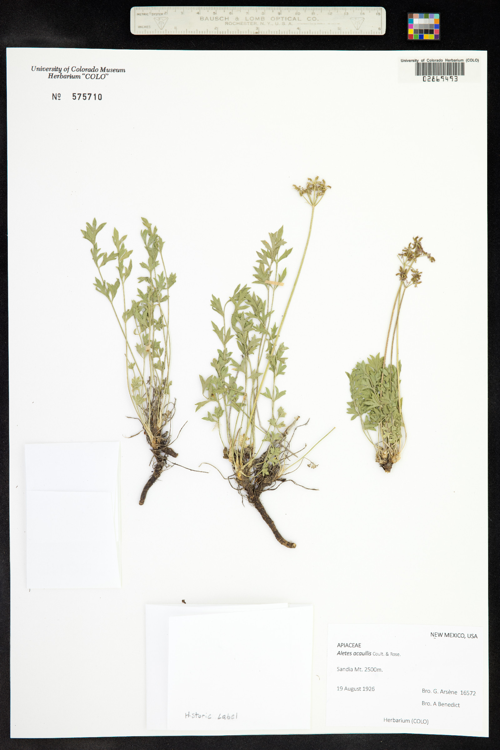 Aletes acaulis image