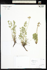 Aletes acaulis image