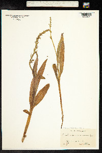 Platanthera purpurascens image