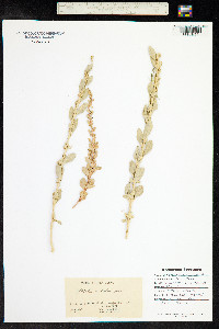 Atriplex laciniata image