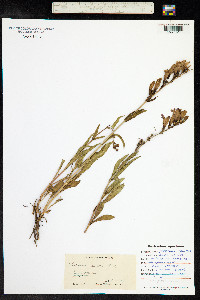 Penstemon strictus image