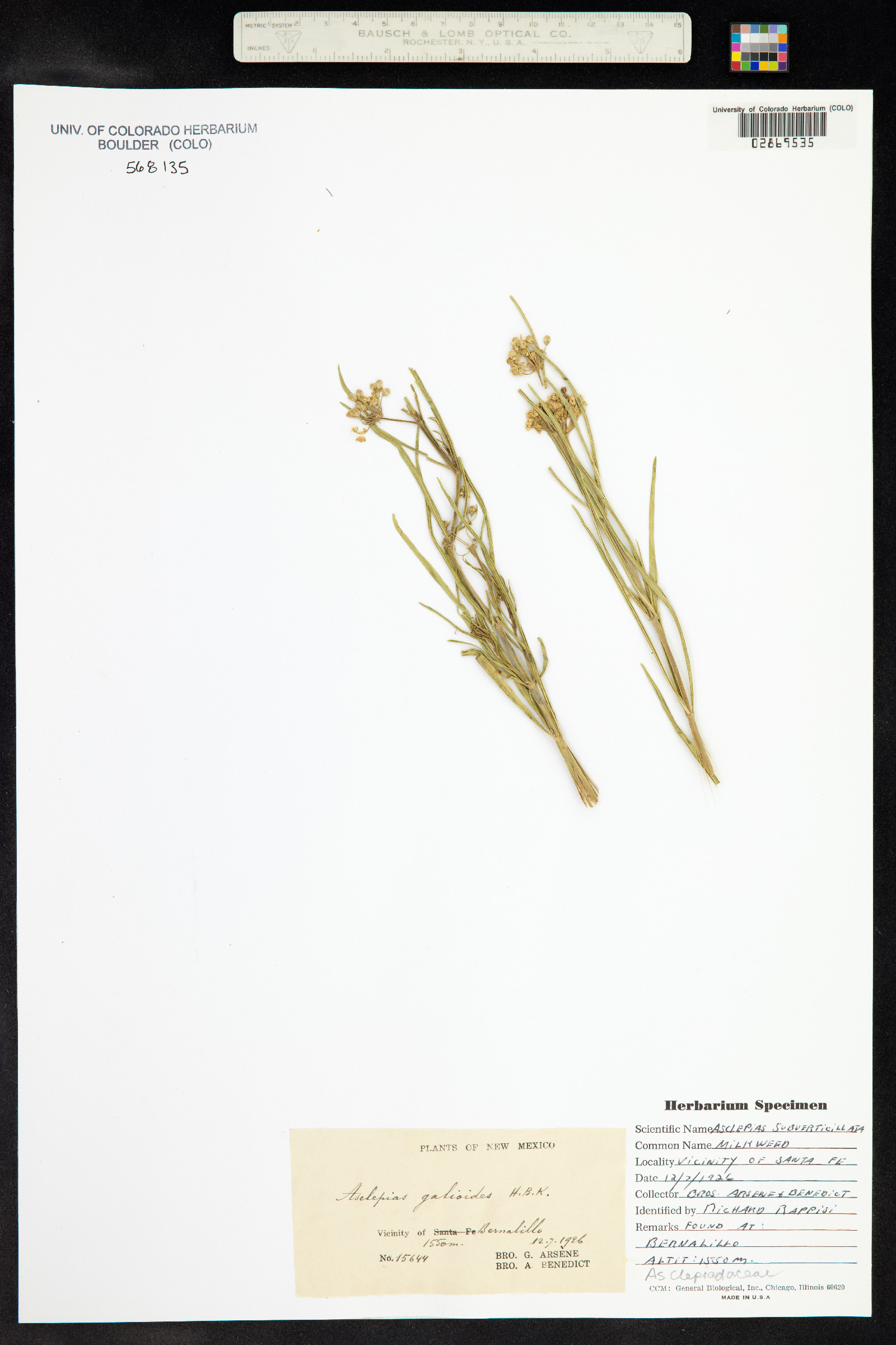 Asclepias subverticillata image