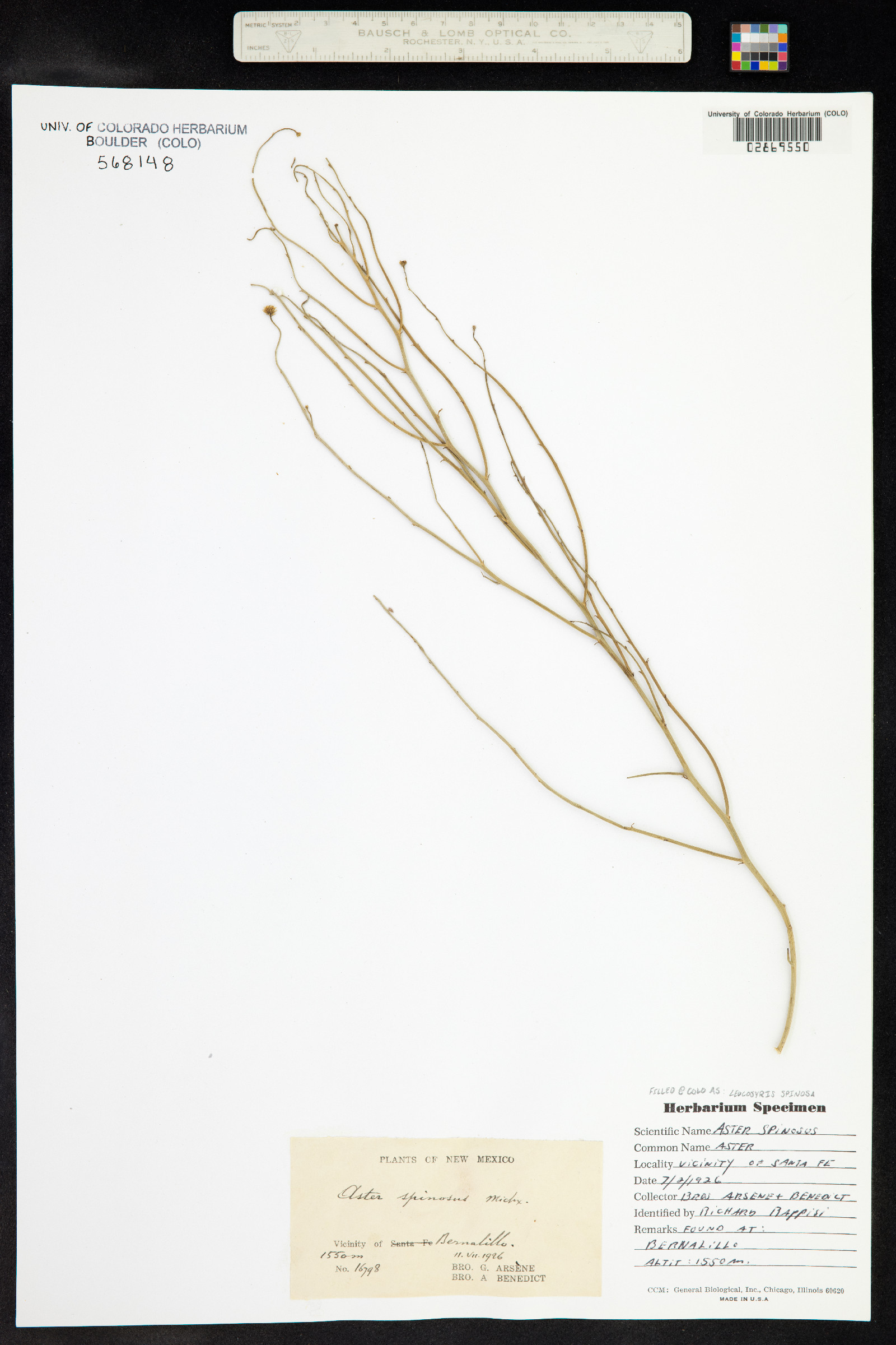 Chloracantha spinosa image