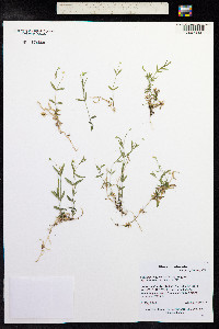 Stellaria longipes image