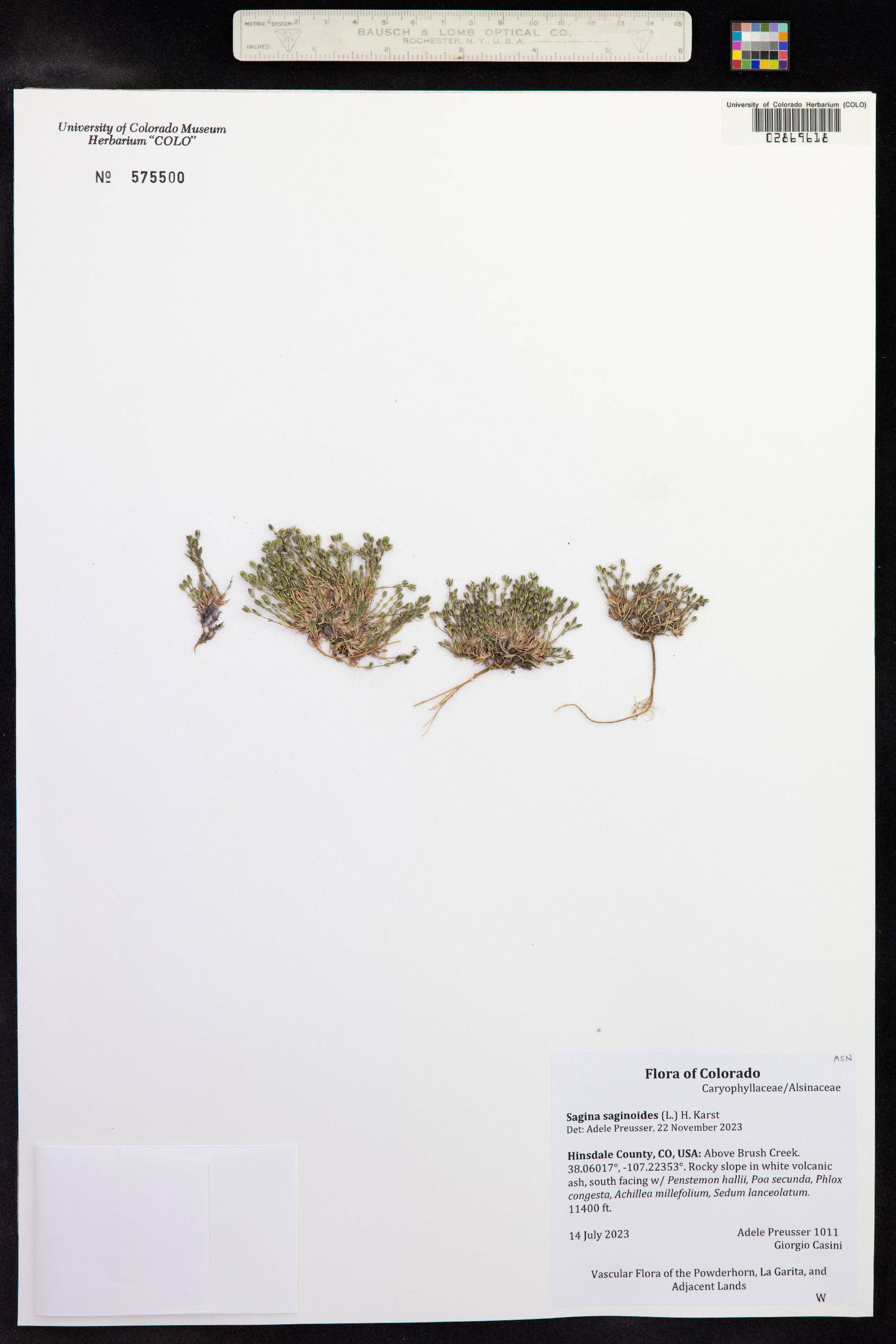 Sagina saginoides image
