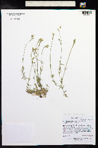 Cerastium strictum image