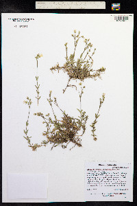 Cerastium strictum image