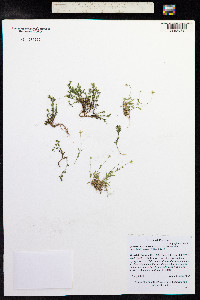 Cerastium strictum image