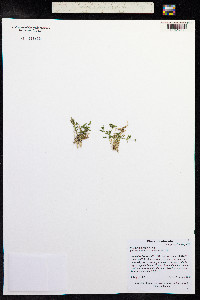 Stellaria irrigua image