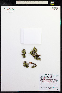 Minuartia obtusiloba image