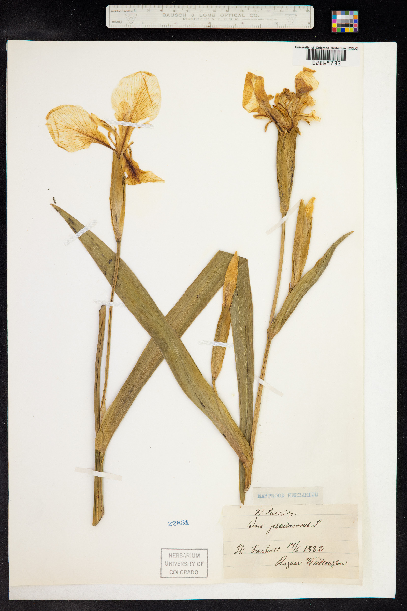 Iris pseudacorus image