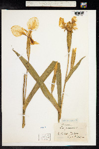 Iris pseudacorus image