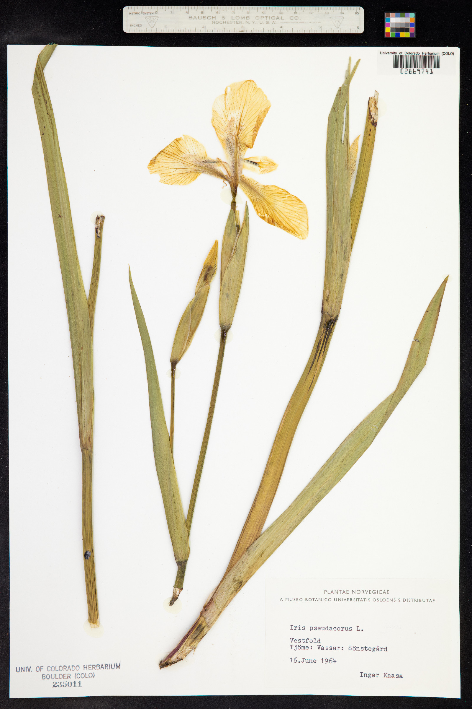 Iris pseudacorus image