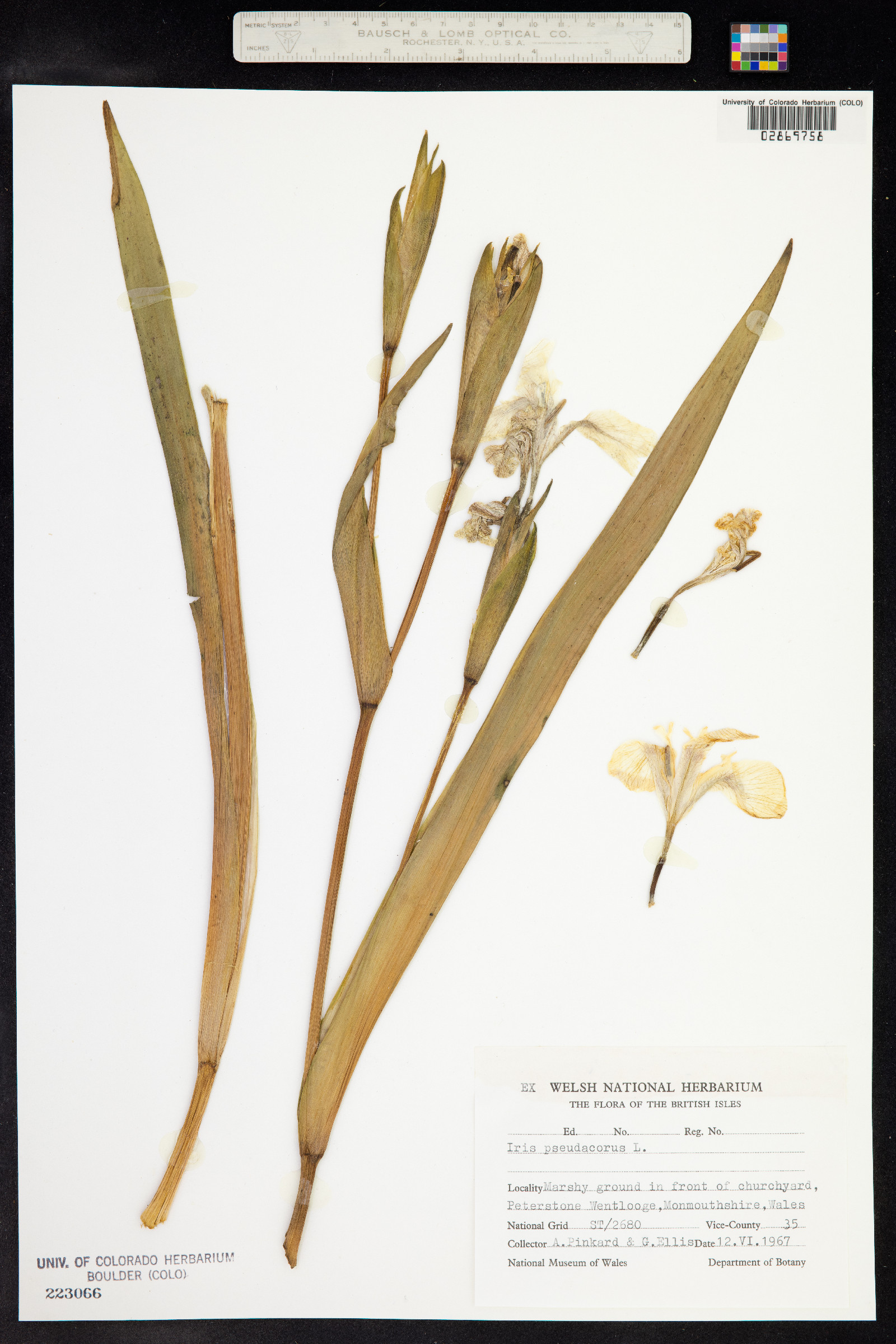 Iris pseudacorus image