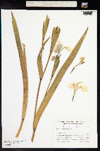 Iris pseudacorus image