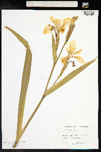 Iris pseudacorus image