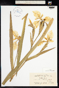 Iris pseudacorus image