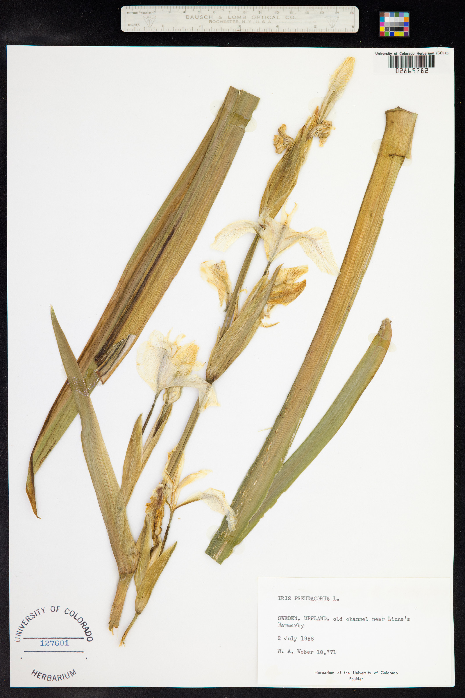 Iris pseudacorus image