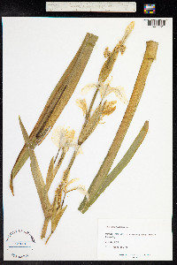 Iris pseudacorus image