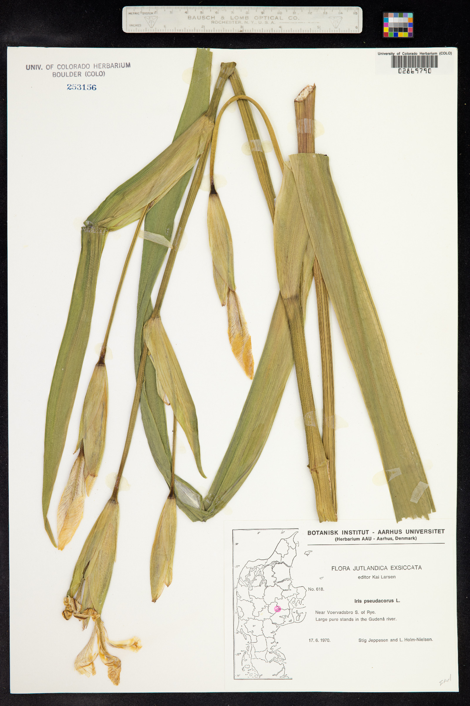 Iris pseudacorus image