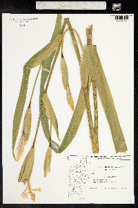 Iris pseudacorus image