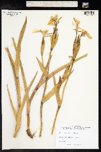 Iris pseudacorus image