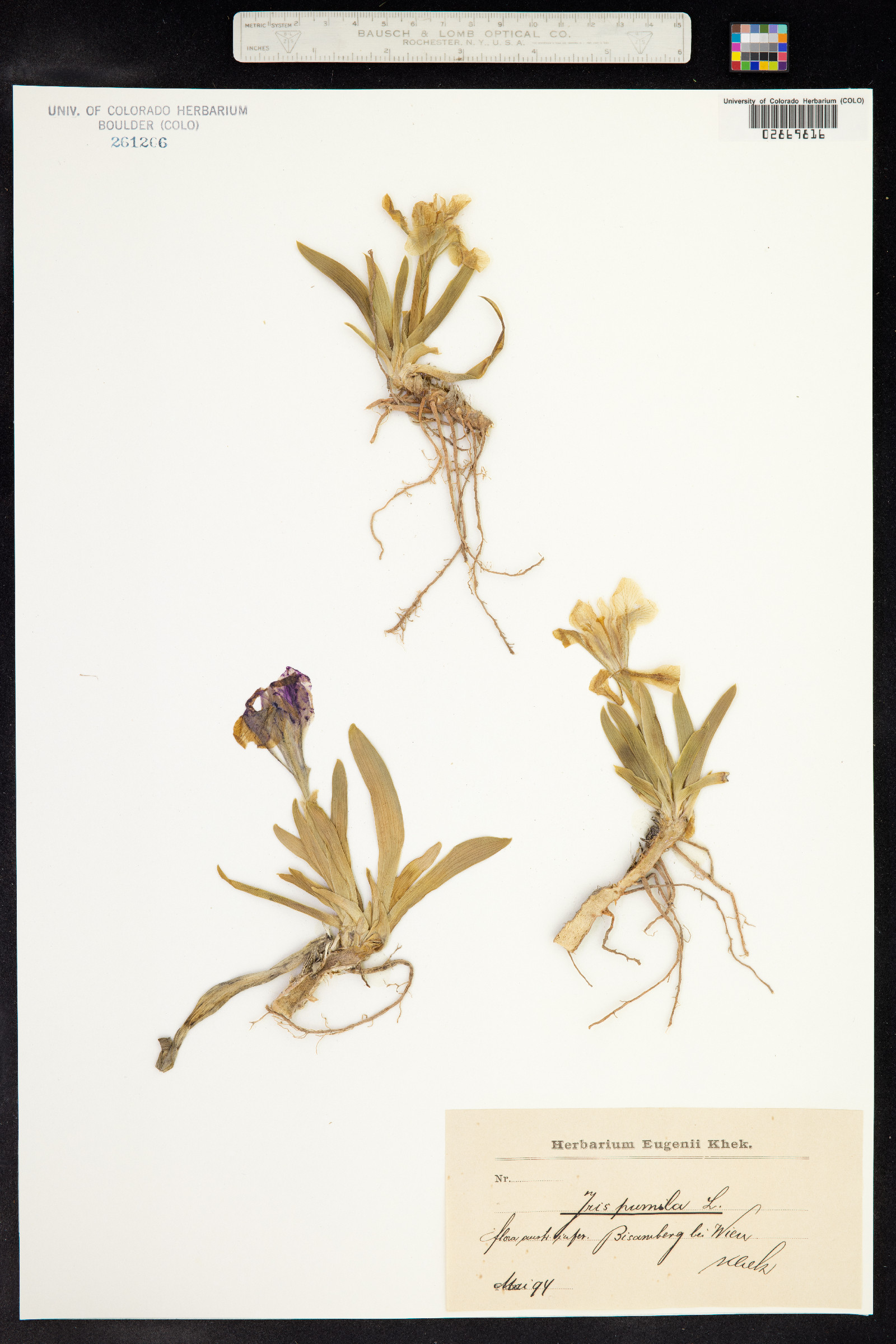 Iris pumila image