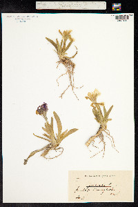 Image of Iris pumila