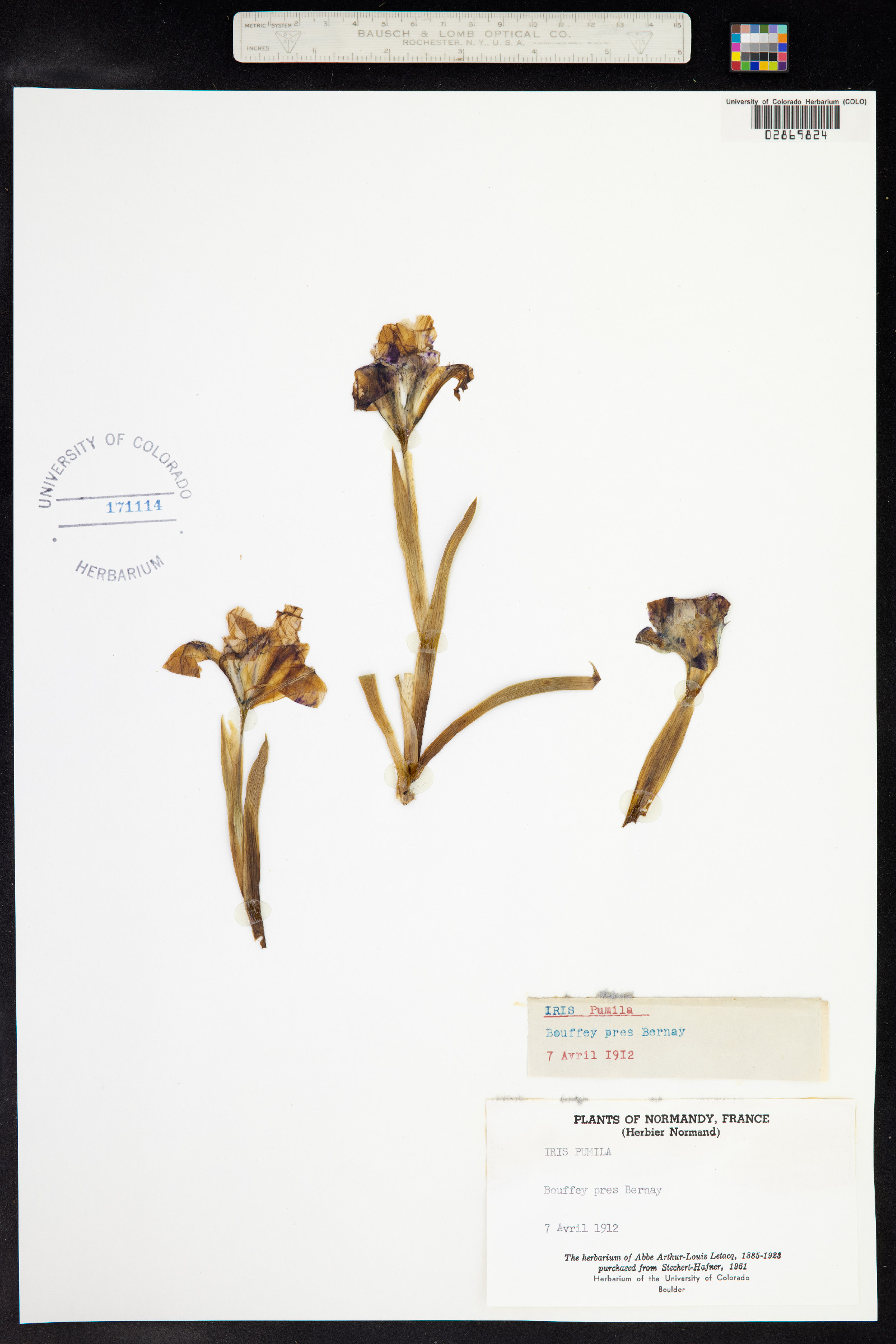 Iris pumila image