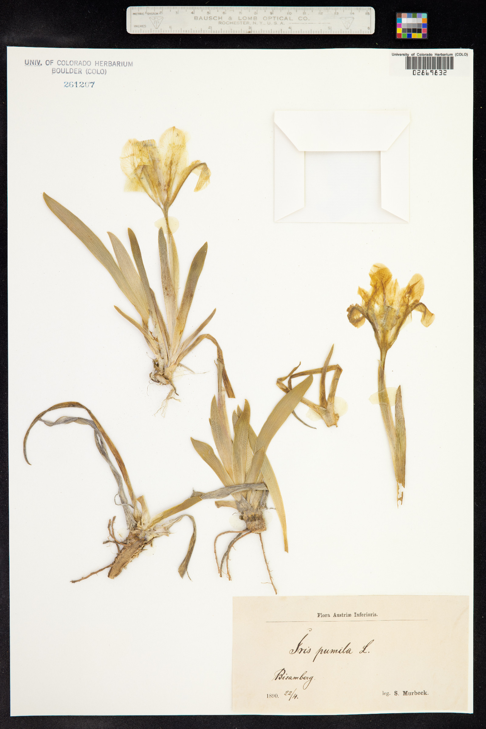 Iris pumila image