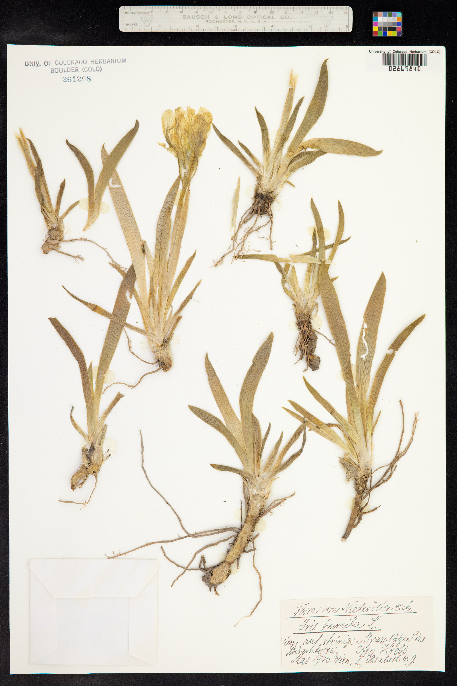 Iris pumila image