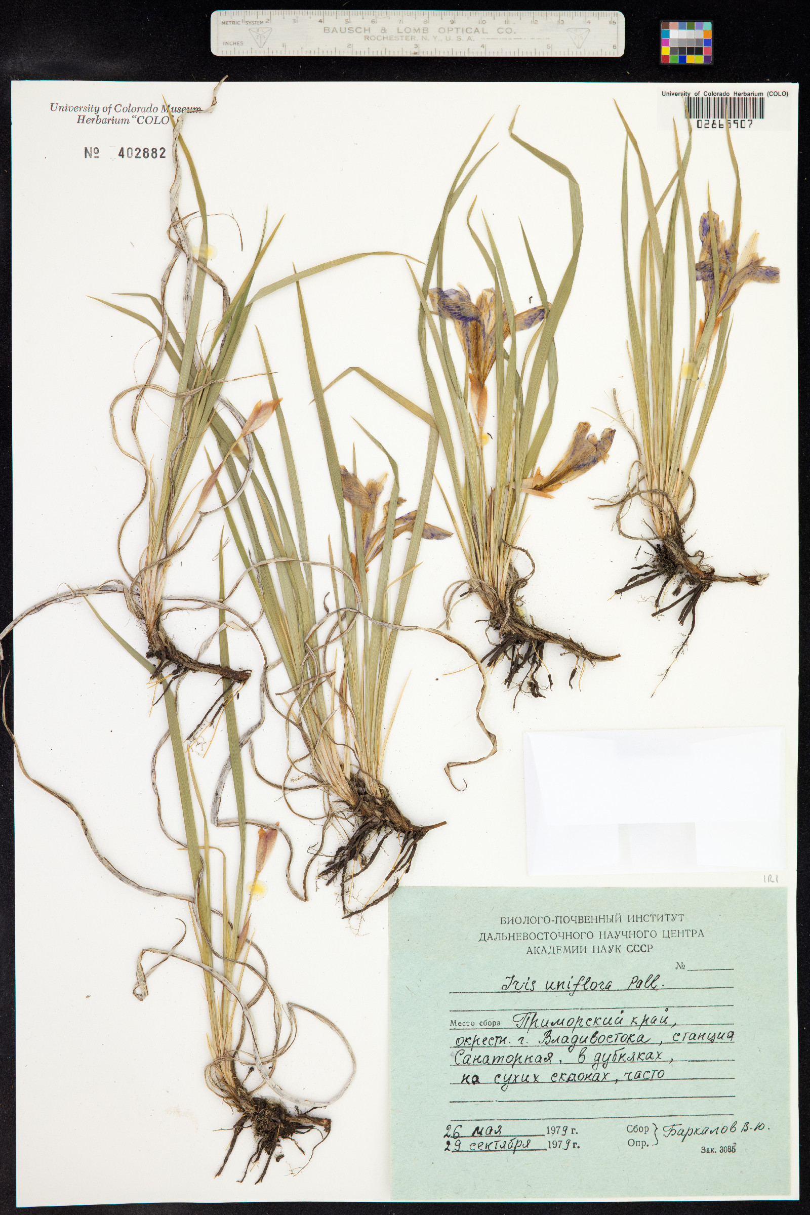 Iris uniflora image