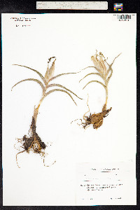 Iris caucasica image