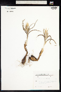 Iris caucasica image
