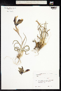Iris iberica image