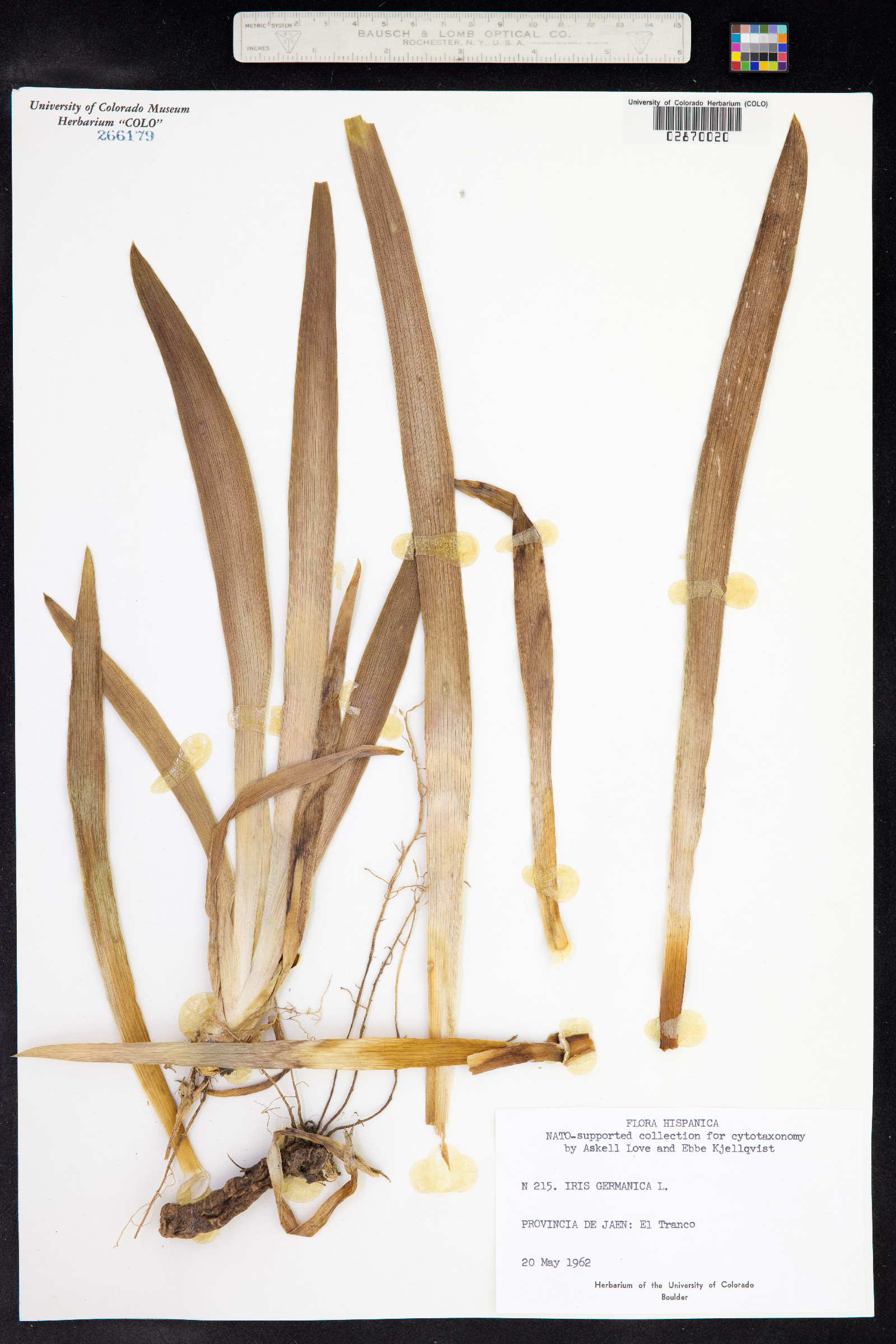Iris germanica image