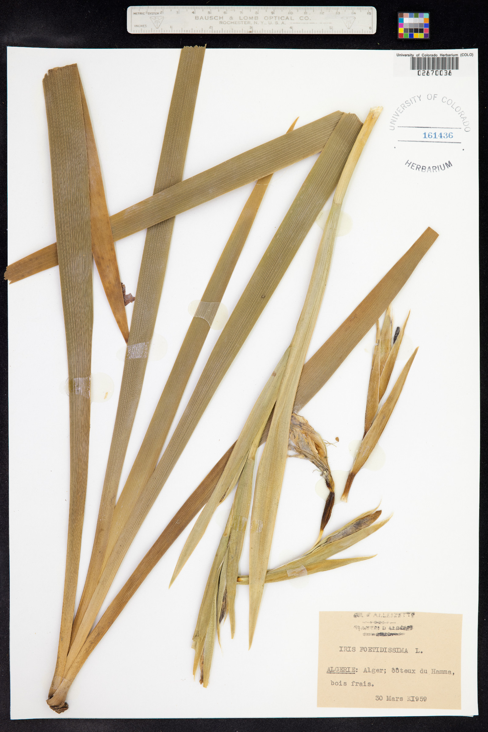 Iris foetidissima image