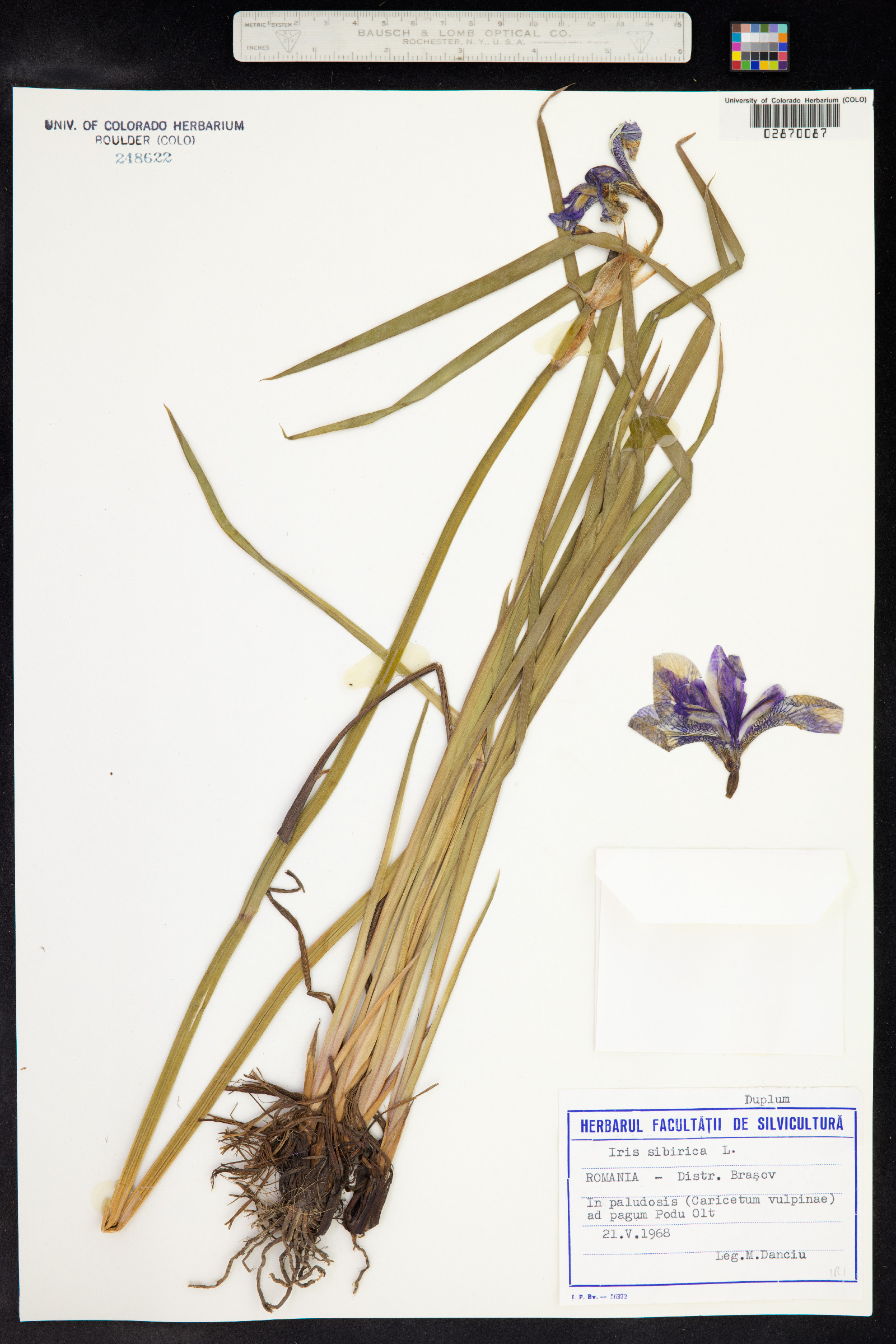 Iris sibirica image