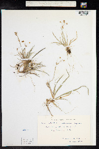 Libertia pulchella image
