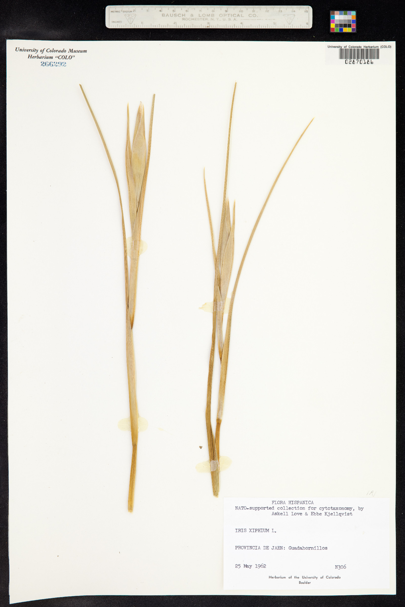 Iris xiphium image