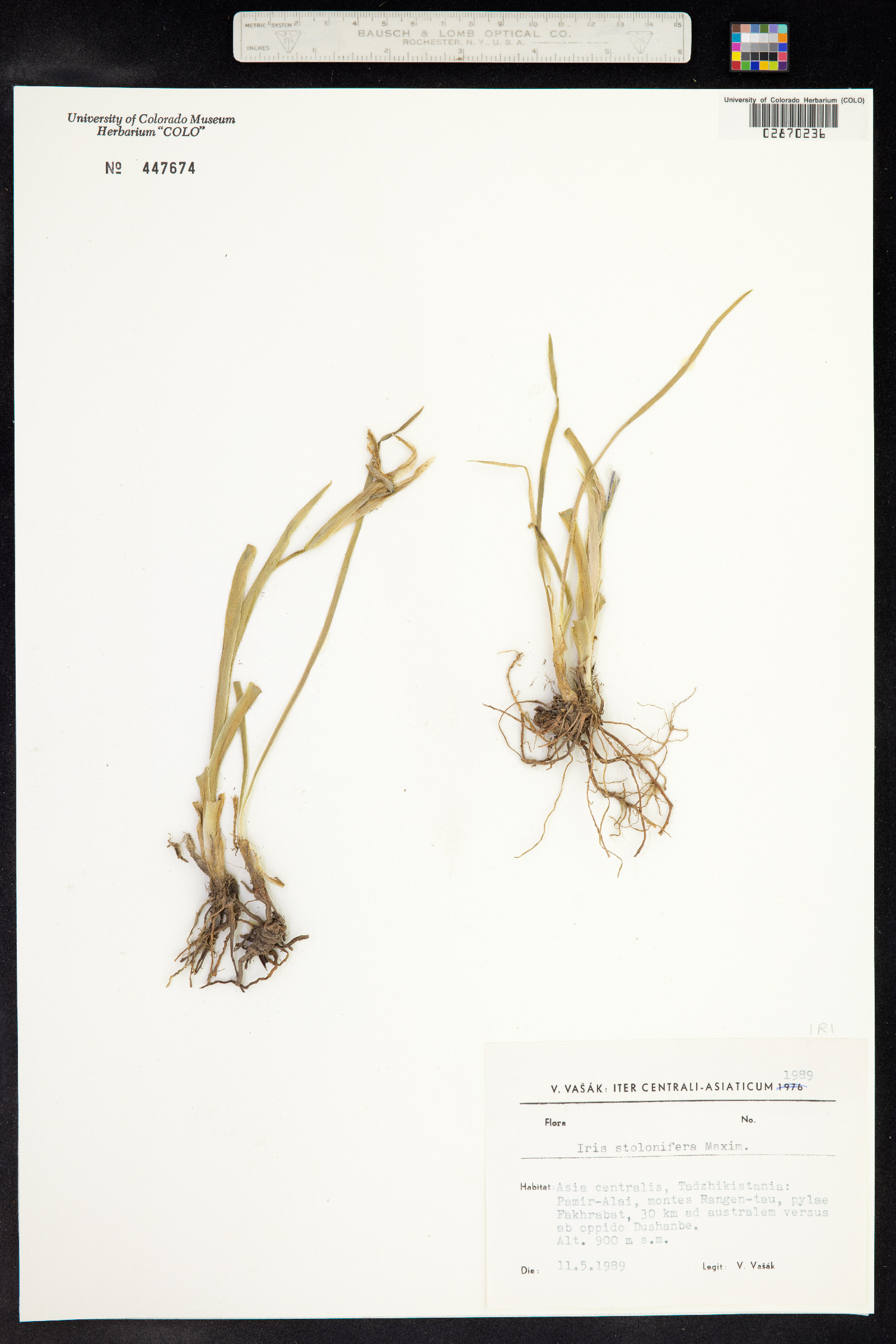 Iris stolonifera image