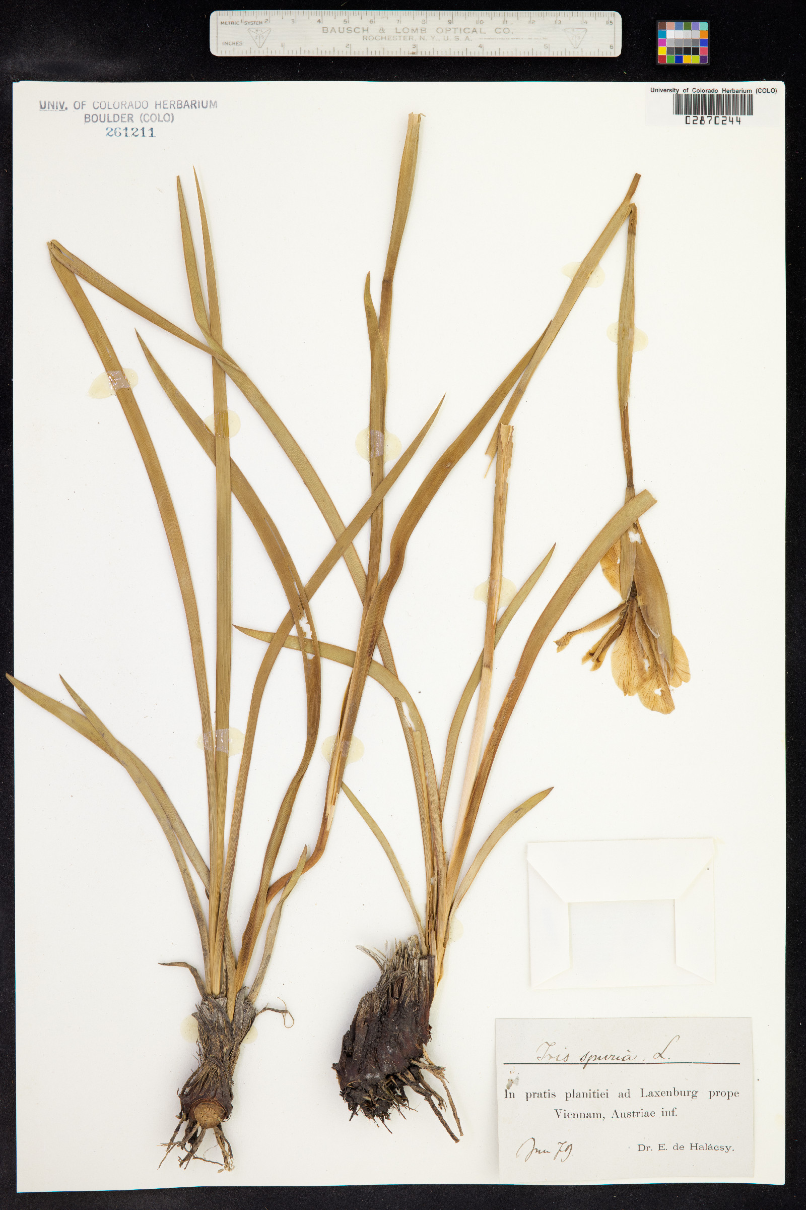 Iris spuria image