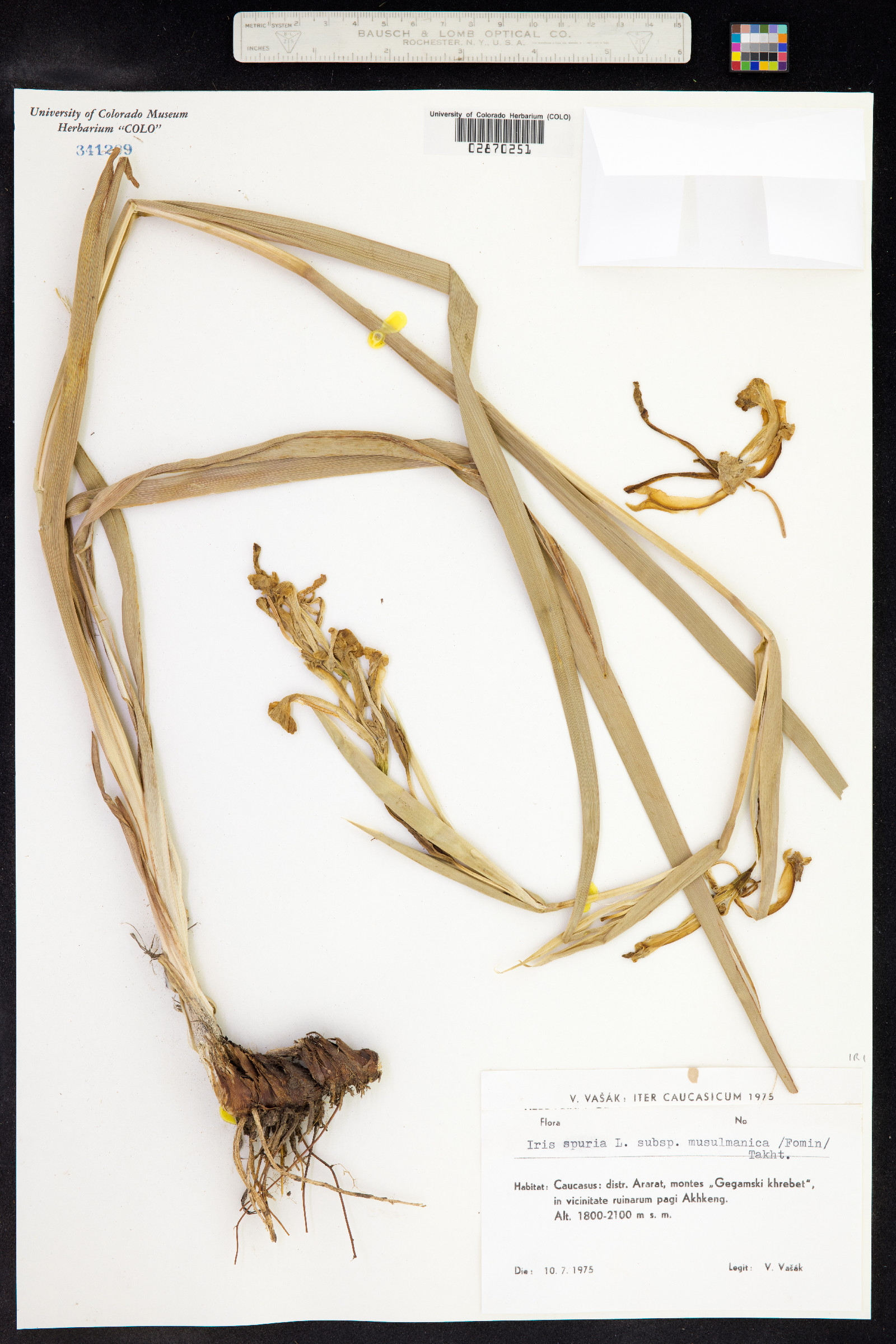 Iris spuria image