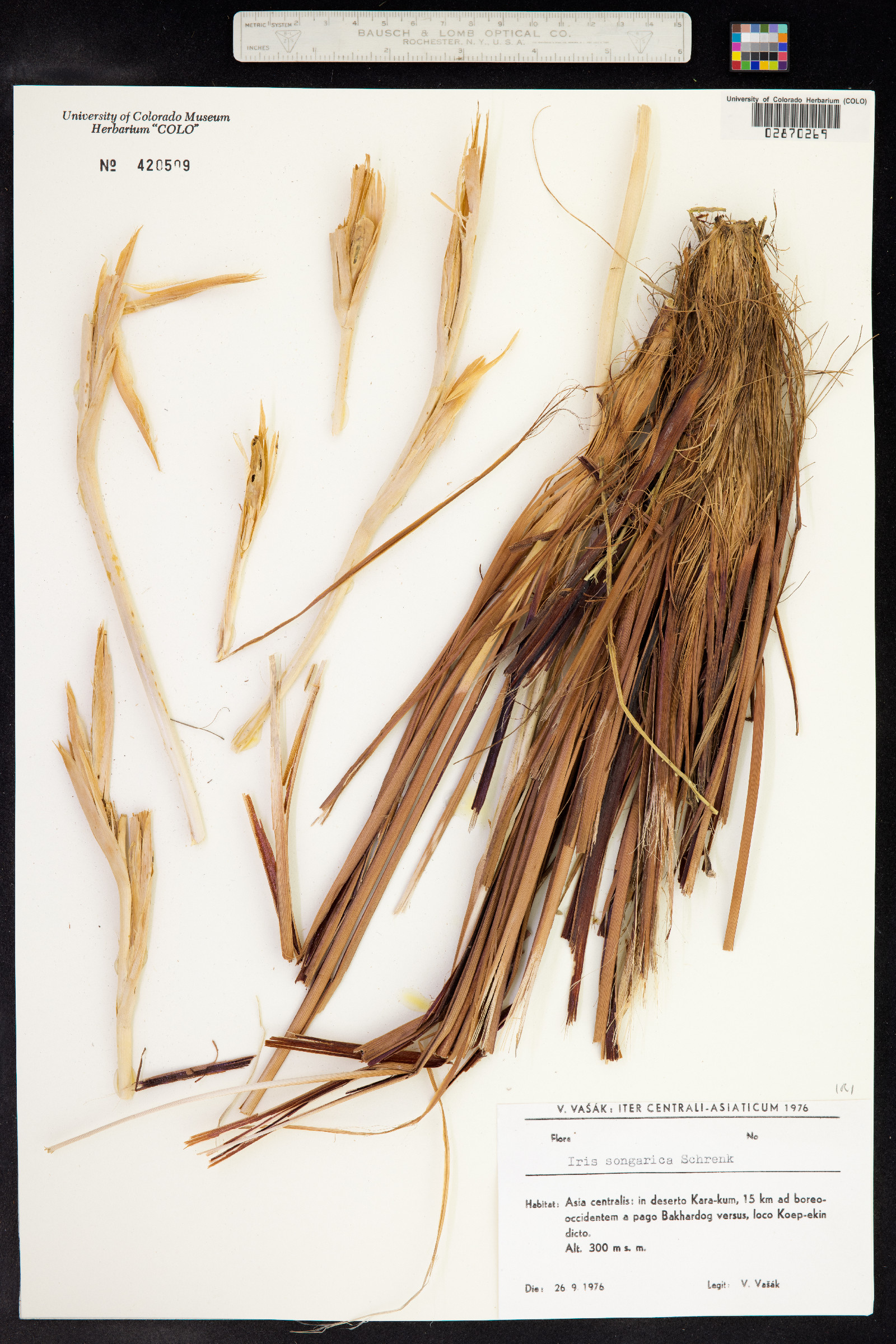 Iris songarica image