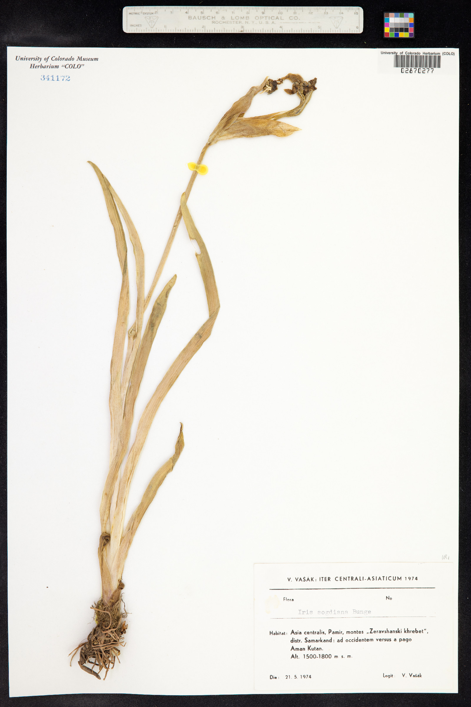 Iris halophila var. sogdiana image