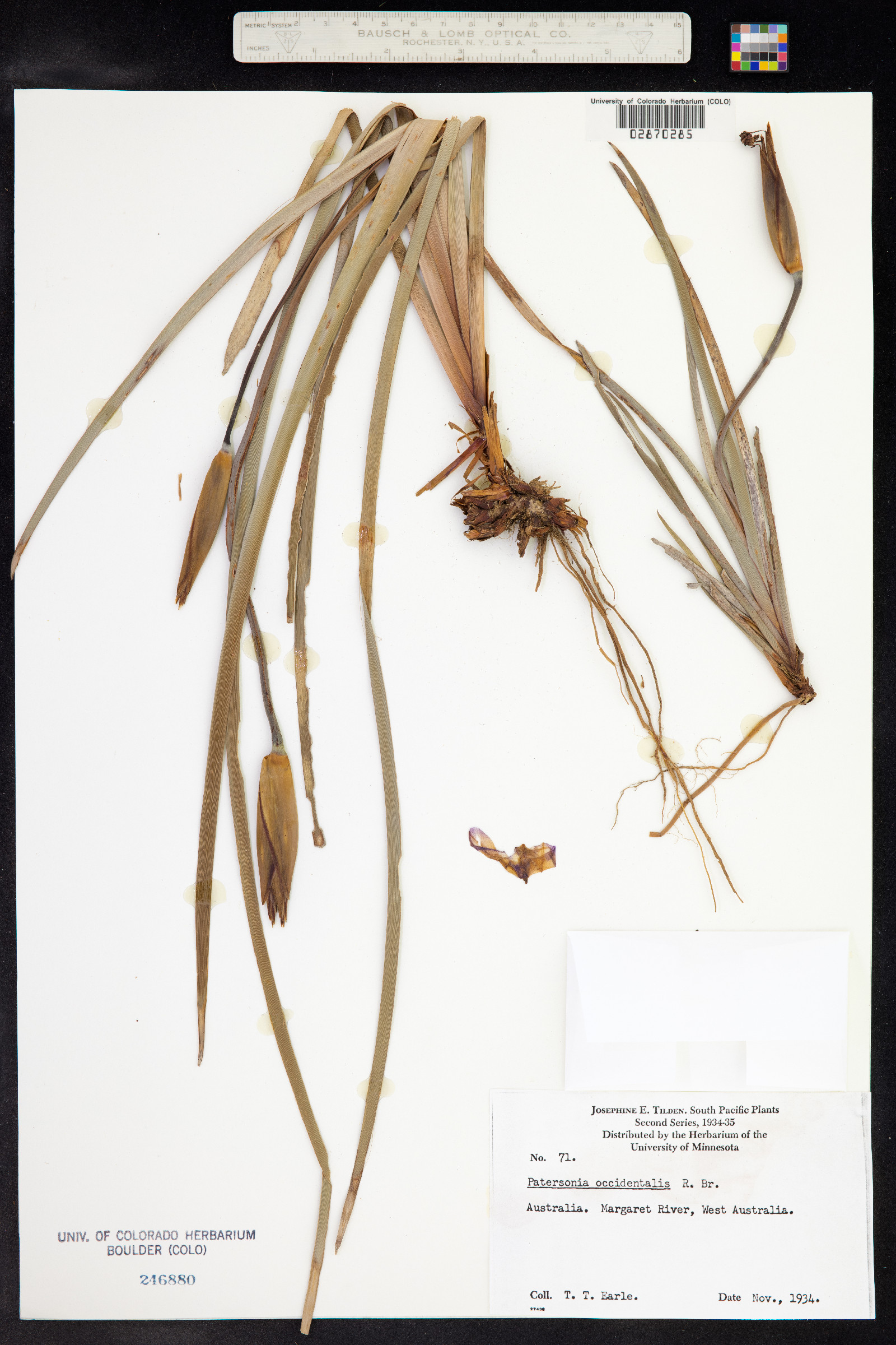 Patersonia occidentalis image