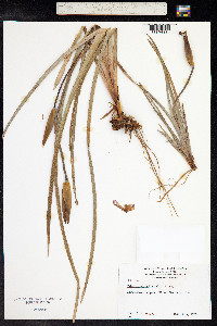 Patersonia occidentalis image